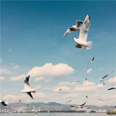 百人牛牛游戏软件截图